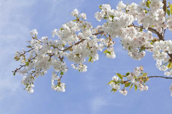 Washington, Seabeck Cherry blossoms